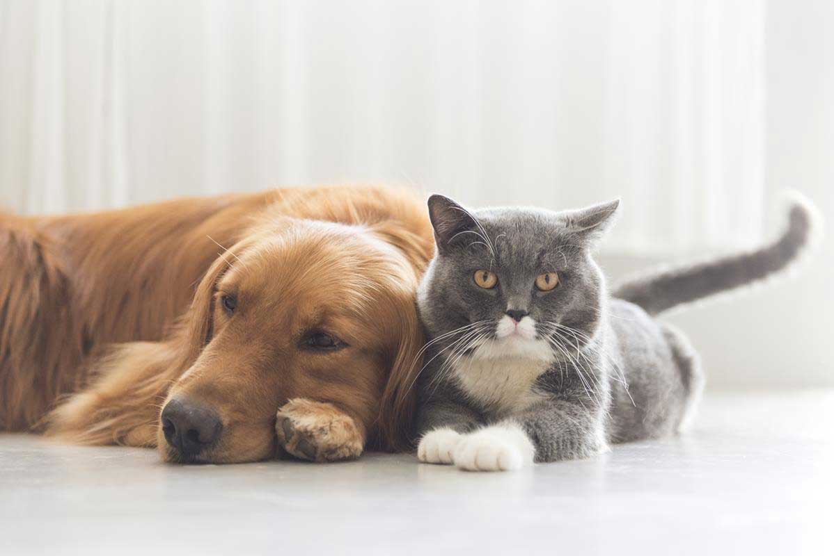 about our veterinary practice  La Habra, CA 